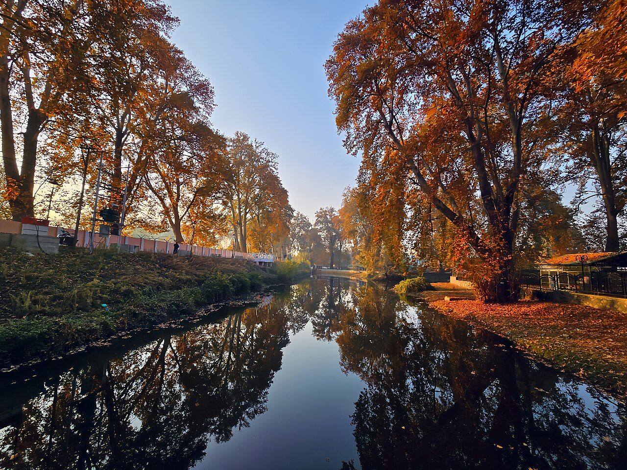 Chinar trees in autumn